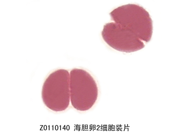 海胆卵2细胞装片