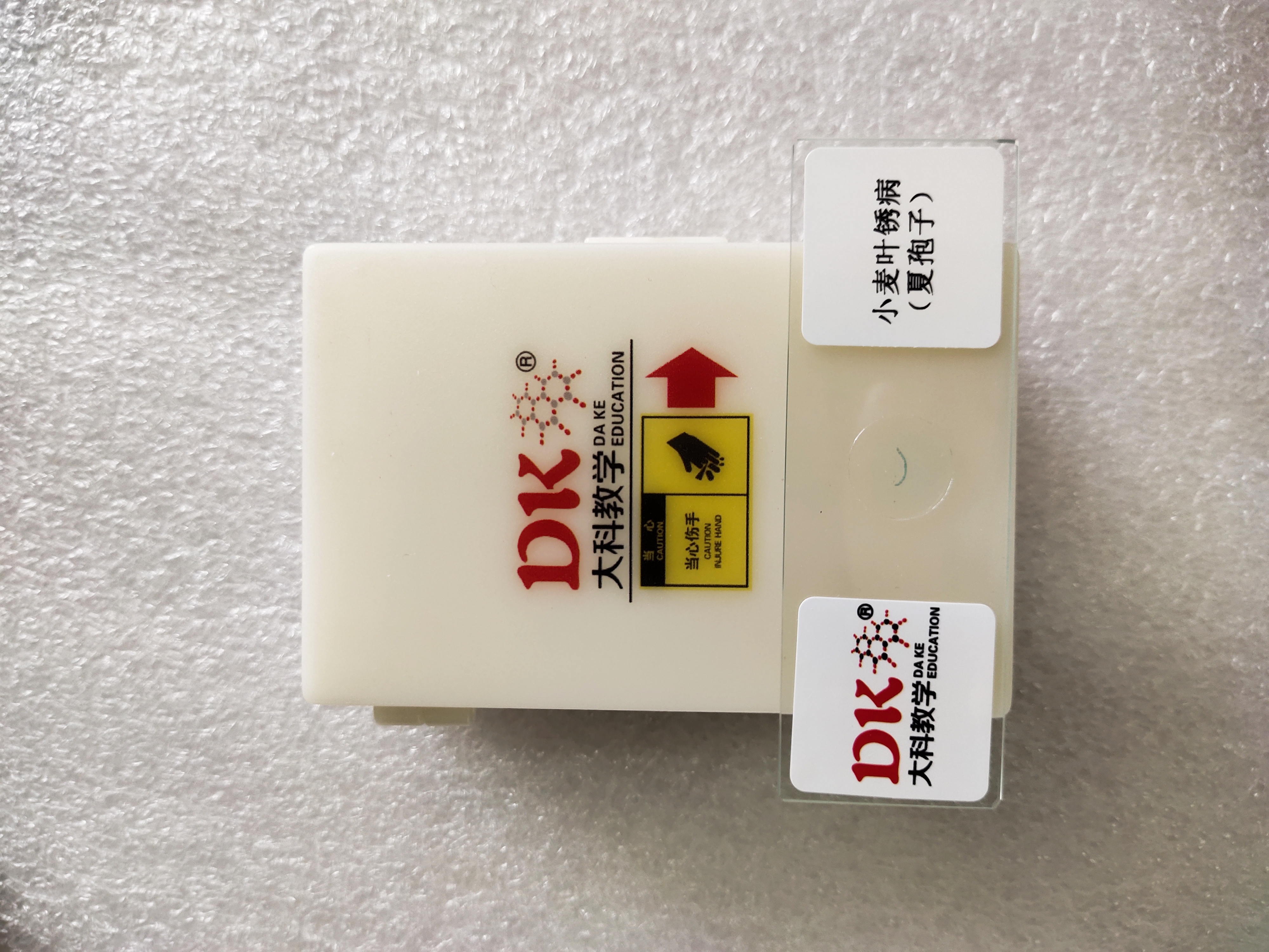 小麦叶锈病（夏孢子）