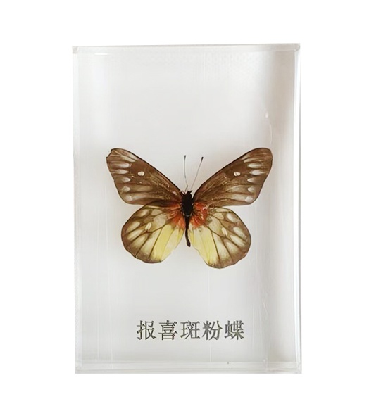 报喜斑粉蝶