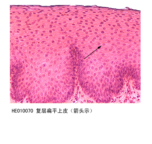 上皮组织